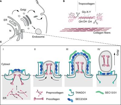 Extracellular Vesicles: An Emerging Mechanism Governing the Secretion and Biological Roles of Tenascin-C